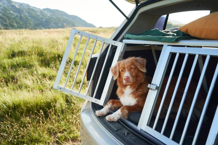 Großer Hund in Box am Auto in einem Käfig. Reisen mit einem Haustier im Auto