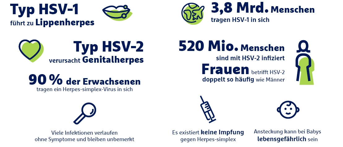 Infografik Herpes-simplex-Virus