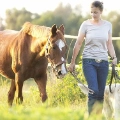 Frau führt Pferd und Hund an der Leine über sonnige Wiese mit Weidezaun im Hintergrund