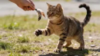 Eine junge getigerte Katze spielt mit einem Federspielzeug.