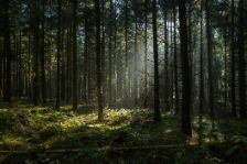 Sonnenstrahlen im dunklen und nebligen Herbstwald. Nadelbäume. Lange Schatten. 