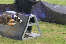Hundesport mit Vollgas.