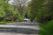 Rehe, die eine Straße im Wald überqueren, mit einem Auto im Hintergrund. 