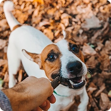 Hund im Herbstlaub