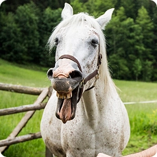 Pferd auf der Weide