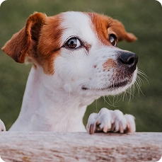 Hund am Zaun