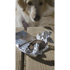 Ein Hund erschnüffelt eine angebrochene Tafel Schokolade.