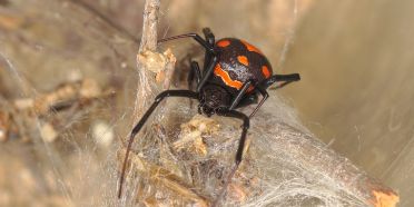 australien-tiere-rotrueckenspinne