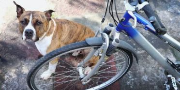 20190516-radfahren-hund_ContentBlock_Image.jpg