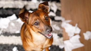 Ein zufriedener Hund ist durch eine Hundehaftpflichtversicherung gut abgesichert.