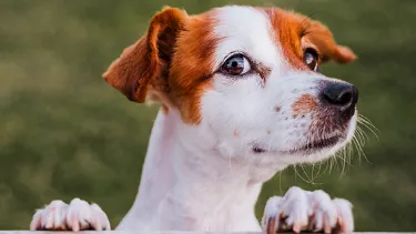 Hund schaut in die Kamera.