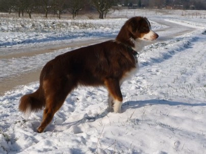Brauner Hund mit weißem Brustfleck läuft durch Schnee auf verschneiter Wiese mit Bäumen im Hintergrund