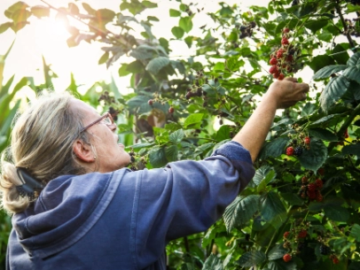 Eine Fraau pflückt wilde Beeren
