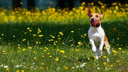 Weißer Hund mit braunen Flecken läuft durch eine Frühjahrswiese voller gelber Löwenzahnblüten