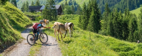 Eine Radfahrerin begegnet bei ihrer Fahrradtour durch die österreichischen Berge ein paar Kühen.