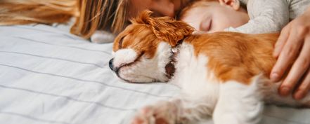 hunde-op-1100x619.jpg