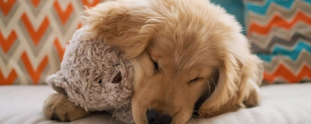 Hund mit Kuscheltier