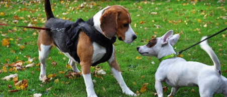Beagle und kleiner weißer Hund spielen zusammen auf grüner Wiese mit Herbstlaub