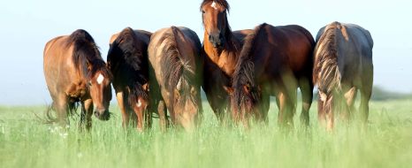 anweiden-pferd-gruppe.jpg