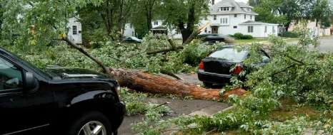 Bäume fallen auf Autos.