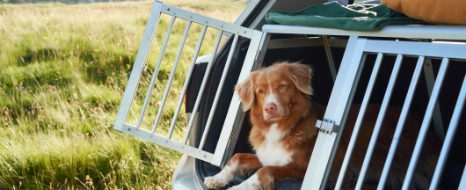 Großer Hund in Box am Auto in einem Käfig. Reisen mit einem Haustier im Auto