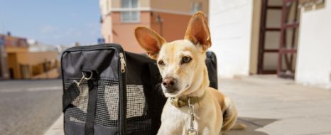 was-tun-hund-2.jpg