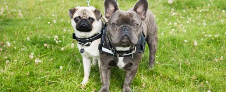 mops-bulldogge