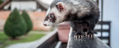 Ein Marder läuft auf dem Balkongeländer.