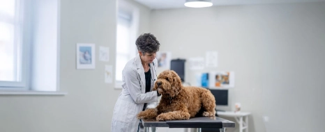 Ein Tierarzt untersucht einen großen Hund.