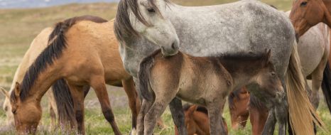 zahnprobleme-pferd-wildpferde.jpg