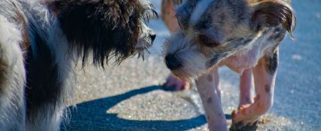 supernase-hund-zwei-hunde-schnueffeln.jpg