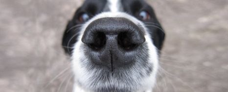 supernase-hund-nase.jpg
