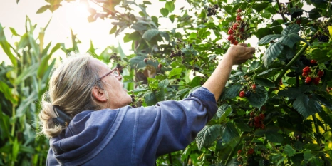Eine Fraau pflückt wilde Beeren