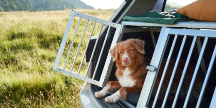Großer Hund in Box am Auto in einem Käfig. Reisen mit einem Haustier im Auto