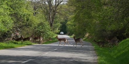 Rehe, die eine Straße im Wald überqueren, mit einem Auto im Hintergrund. 