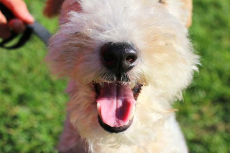 supernase-hund-schnauze.jpg