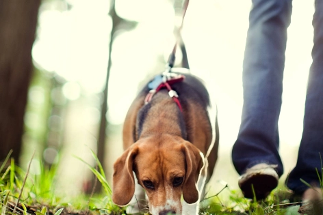 Ein Hundebesitzer geht mit seinem angeleinten Hund im Wald spazieren.