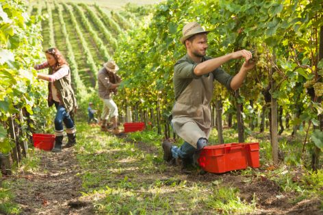 familienbetrieb-arbeiten-weingut.jpg