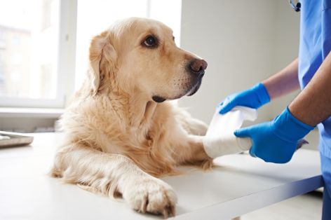 pfoetchenknabbern-hund-verband.jpg