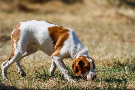 supernase-hund-faehrtensuche.jpg