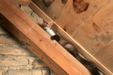 Marder im Haus: Wie wird man sie wieder los?