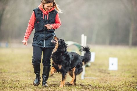 reitbegleithund-training.jpg