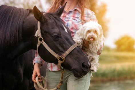 reitbegleithund-pferd-kleiner-hund.jpg