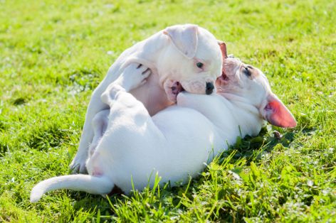 beisshemmung-hund-bulldoggen-welpen.jpg