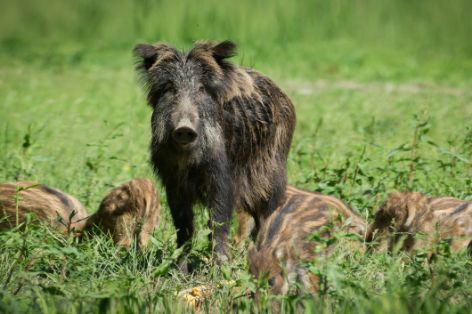 wildschweine-teaser.jpg