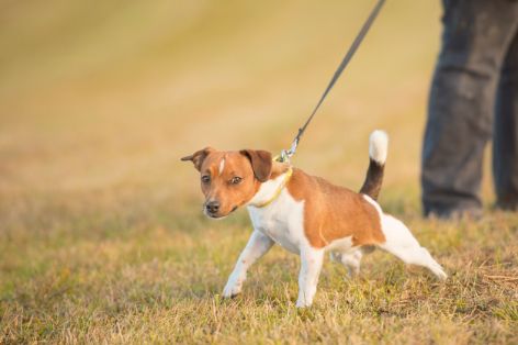 hund-zieht-an-leine.jpg
