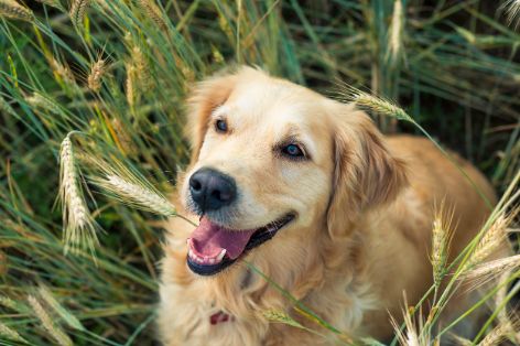 pfoetchenknabbern-hund-grannen.jpg