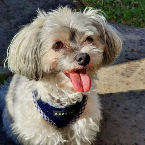 Raya Scarpatetti XVG031