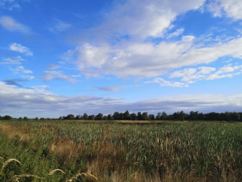 Weites Getreidefeld unter blauem Himmel mit Baumreihe am Horizont, teilweise bewölkt