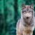 Ein Wolf im Wald.